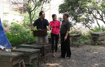 Hưng Yên Mùa con ong làm mật